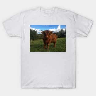 Scottish Highland Cattle Calf 2111 T-Shirt